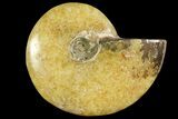 Polished, Agatized Ammonite (Cleoniceras) - Madagascar #119019-1